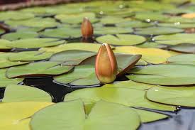 Attēlu rezultāti vaicājumam “Nymphaea candida flower”