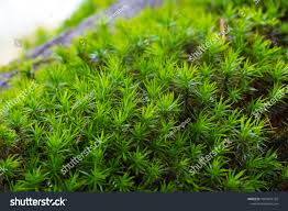 Attēlu rezultāti vaicājumam “Polytrichum formosum”