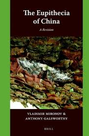 Attēlu rezultāti vaicājumam “Eupithecia lanceata”