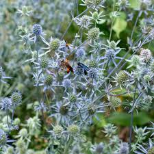 Attēlu rezultāti vaicājumam “Eryngium planum”
