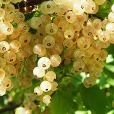 Attēlu rezultāti vaicājumam “Ribes rubrum fruit”