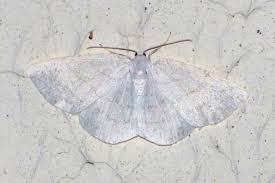 Attēlu rezultāti vaicājumam “Cabera pusaria”