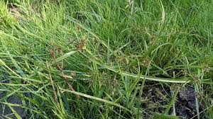 Attēlu rezultāti vaicājumam “Cyperus fuscus”