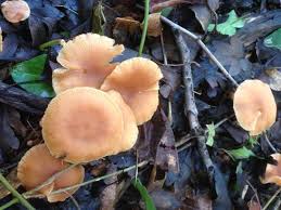 Attēlu rezultāti vaicājumam “Euura acutifoliae”