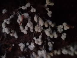 Attēlu rezultāti vaicājumam “Paradiacheopsis rigida macro”