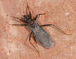 Attēlu rezultāti vaicājumam “Reduvius personatus”