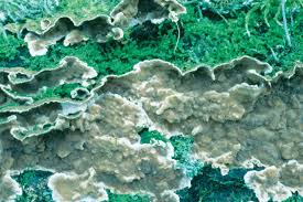 Attēlu rezultāti vaicājumam “Asterodon ferruginosus”