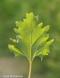 Attēlu rezultāti vaicājumam “Atriplex calotheca leaf”