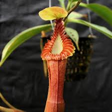 Attēlu rezultāti vaicājumam “Edwardsiana geometrica”