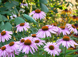 Image result for Echinacea angustifolia