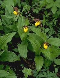 Attēlu rezultāti vaicājumam “Seligeria donniana sporophyte”