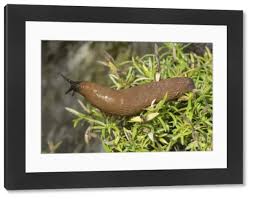 Attēlu rezultāti vaicājumam “Arion lusitanicus”