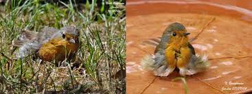 Attēlu rezultāti vaicājumam “Erithacus rubecula eggs”