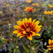 Image result for Heliopsis scabra