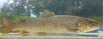 Image result for Salmo marmoratus