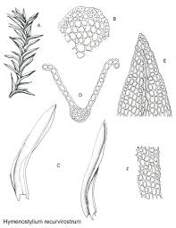 Attēlu rezultāti vaicājumam “Hymenostylium recurvirostrum macro”