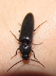 Attēlu rezultāti vaicājumam “Melanotus sp.”