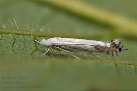 Attēlu rezultāti vaicājumam “Lyonetia clerkella”