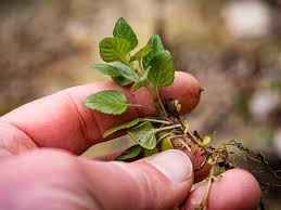 Attēlu rezultāti vaicājumam “Clinopodium vulgare fruit”