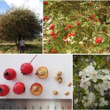 Attēlu rezultāti vaicājumam “Crataegus x macrocarpa fruit”