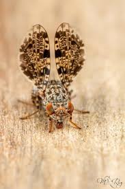 Attēlu rezultāti vaicājumam “Phytomyza ranunculi”