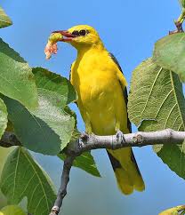 Attēlu rezultāti vaicājumam “Oriolus oriolus”