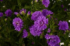 Image result for Aster novi-belgii