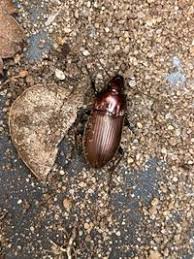 Attēlu rezultāti vaicājumam “Poecilus lepidus”