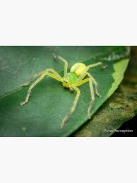 Attēlu rezultāti vaicājumam “Micrommata virescens”