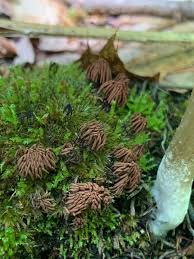 Attēlu rezultāti vaicājumam “Stemonitis splendens spores”