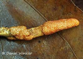 Attēlu rezultāti vaicājumam “Cordyceps stylophora”