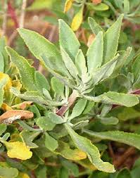 Attēlu rezultāti vaicājumam “Dianema nivale sessile”