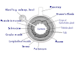 Human gastrointestinal tract - Wikipedia, the free encyclopedia