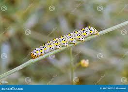 Attēlu rezultāti vaicājumam “Cucullia verbasci”