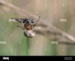 Attēlu rezultāti vaicājumam “Larinioides cornutus female”