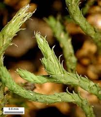 Attēlu rezultāti vaicājumam “Hedwigia ciliata sporophyte”