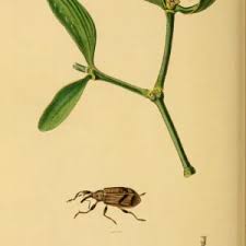 Attēlu rezultāti vaicājumam “Anthonomus pomorum”