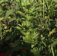 Attēlu rezultāti vaicājumam “Silene chalcedonica leaf”