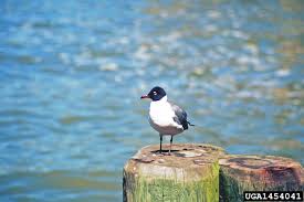 Attēlu rezultāti vaicājumam “Larus ridibundus eggs”