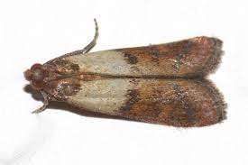 Attēlu rezultāti vaicājumam “Plodia interpunctella”