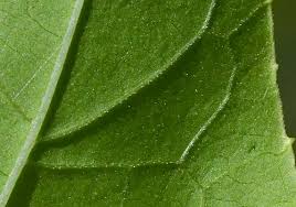 Attēlu rezultāti vaicājumam “Echinocystis lobata leaf”