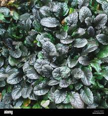 Attēlu rezultāti vaicājumam “Ajuga reptans leaf”