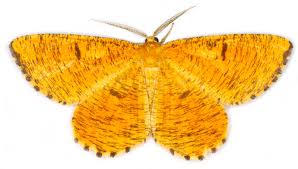 Attēlu rezultāti vaicājumam “Angerona prunaria”