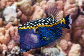 Attēlu rezultāti vaicājumam “Meleagris male”