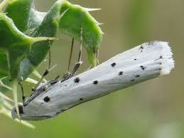 Attēlu rezultāti vaicājumam “Pyralididae”