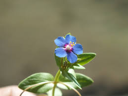 Attēlu rezultāti vaicājumam “Anagallis arvensis leaf”