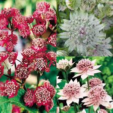 Attēlu rezultāti vaicājumam “Astrantia major fruit”