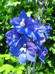 Image result for Delphinium consolida