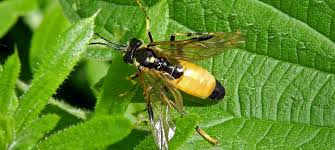 Attēlu rezultāti vaicājumam “Tenthredo scrophulariae exuvia”