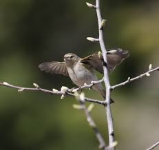 Image result for Phylloscopus orientalis